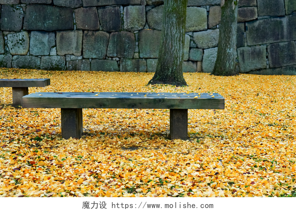 地下的枫叶和石椅景观在花园长凳